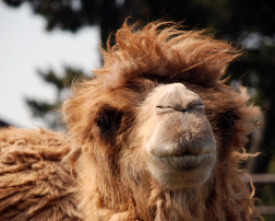 島の動物園