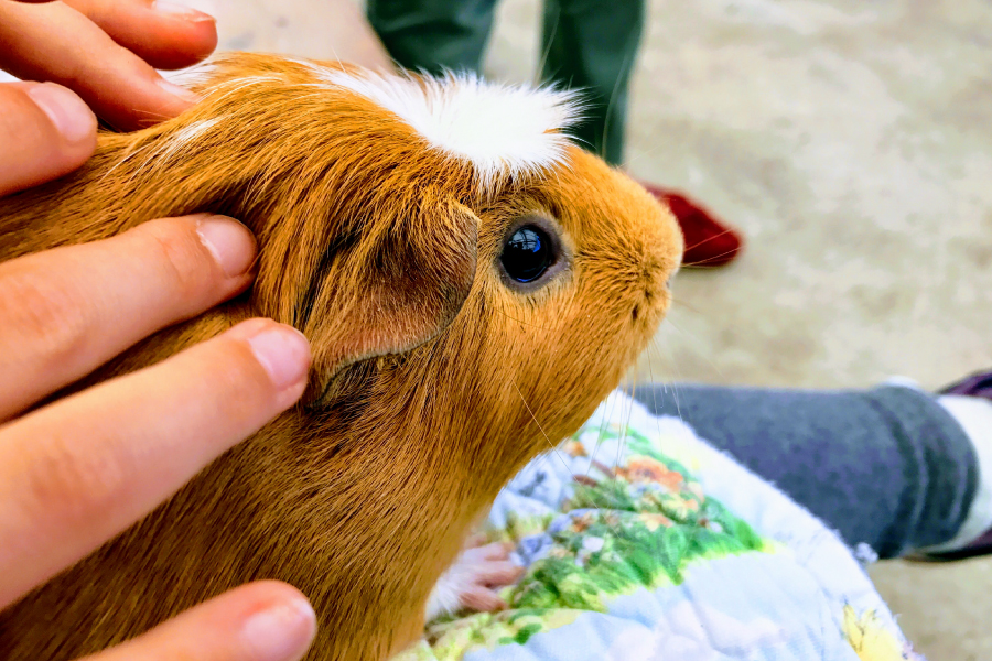 なかよし広場で小動物とのふれあいが楽しめます。